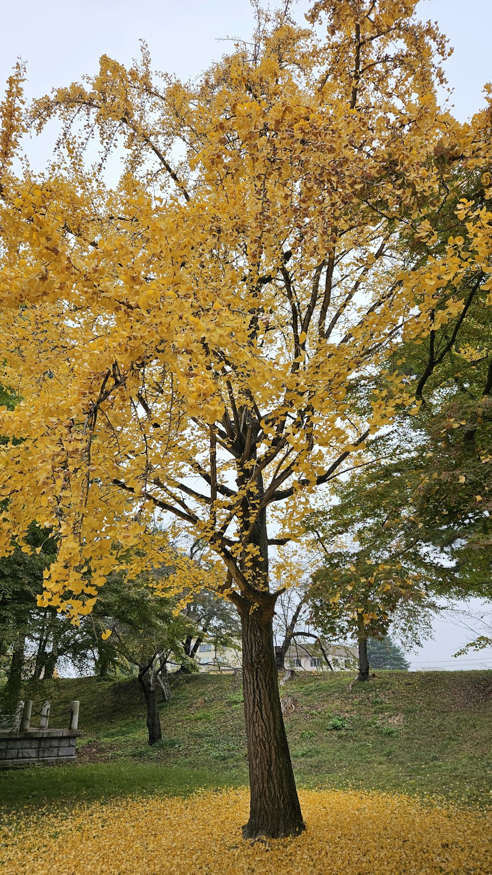 a tree with yellow leaves in a park