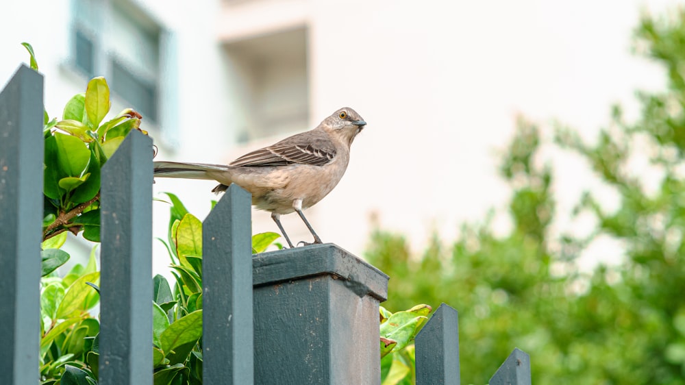 a bird perched on top of a metal fence