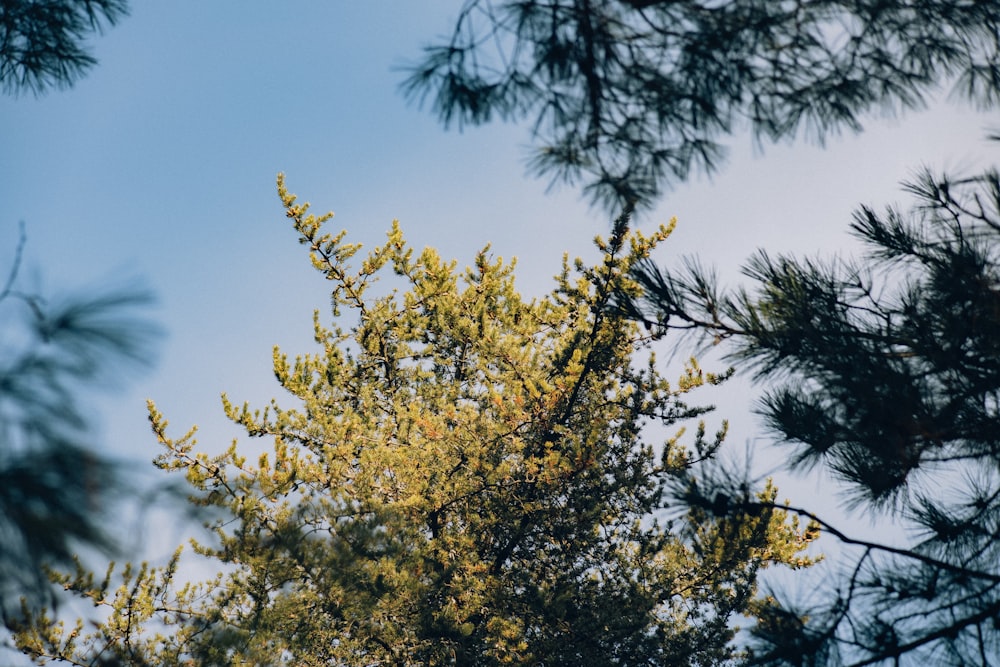 the top of a pine tree with a blue sky in the background