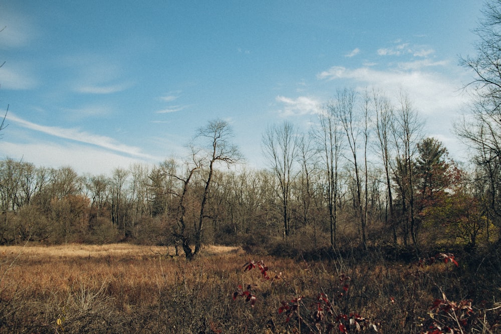 a field that has some trees in it