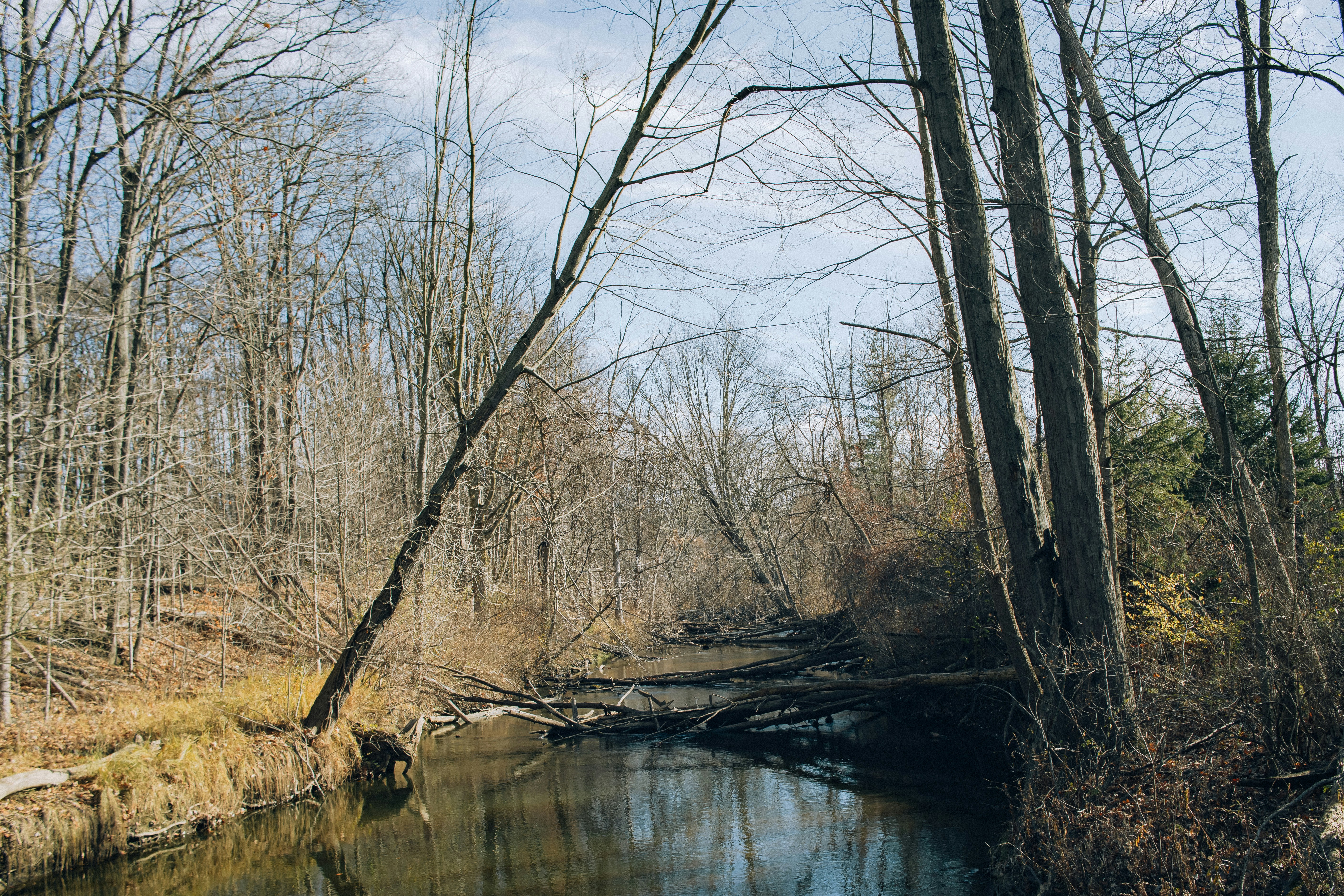 a river running through a forest filled with lots of trees, 