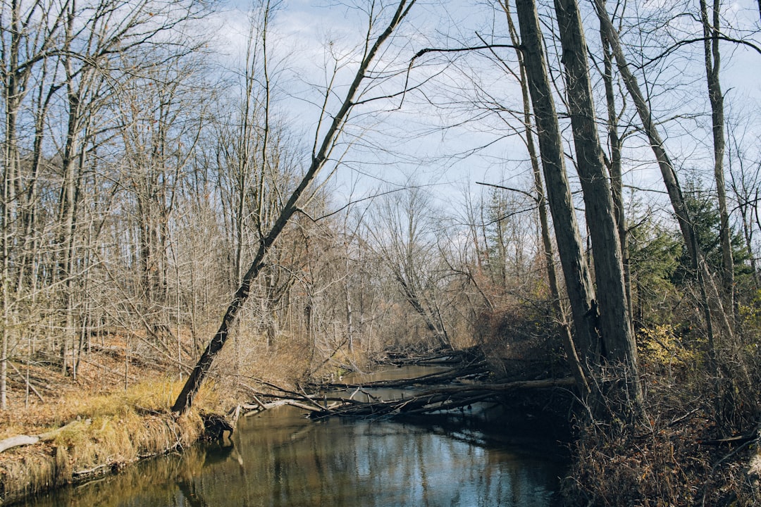 a river running through a forest filled with lots of trees,
