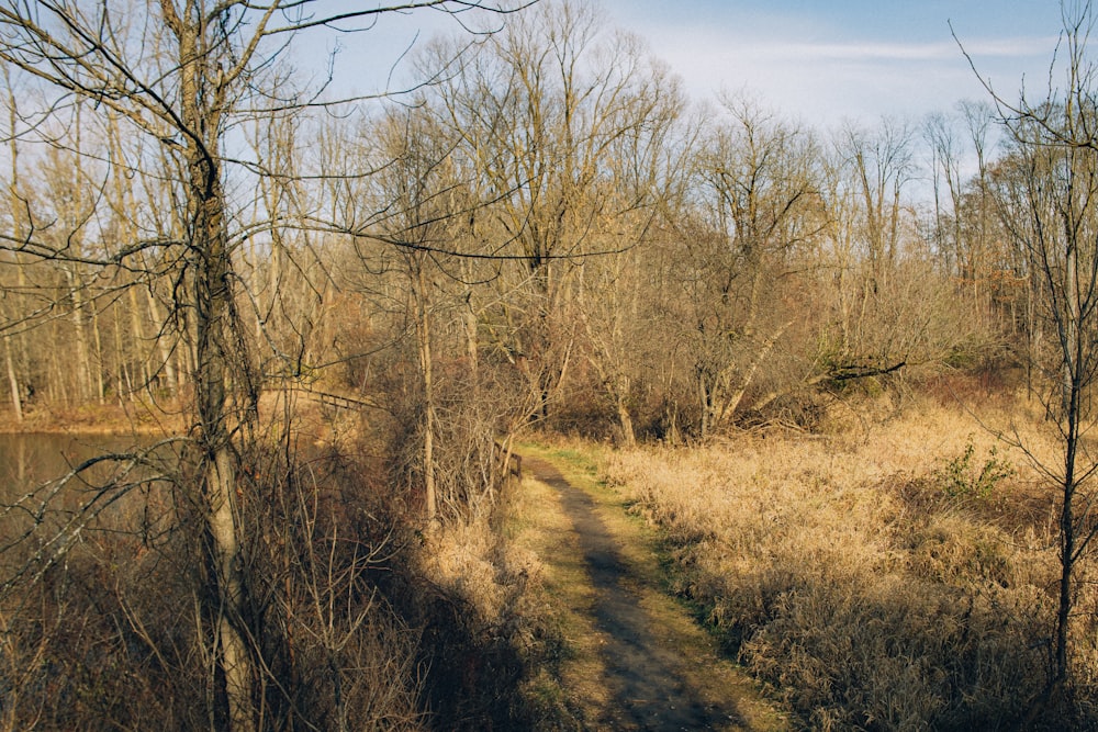 a dirt path in the middle of a wooded area