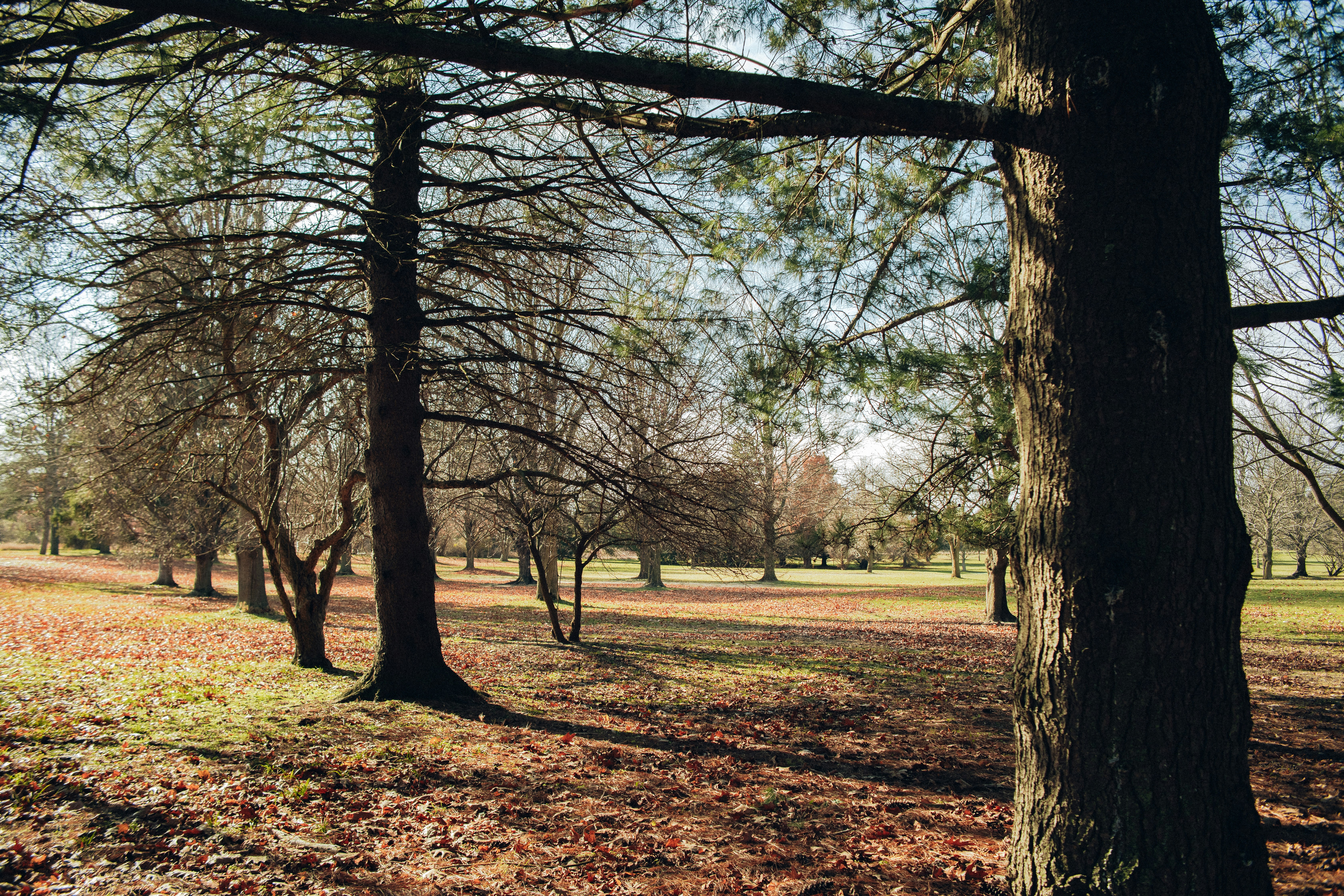 a field with trees and leaves on the ground, 