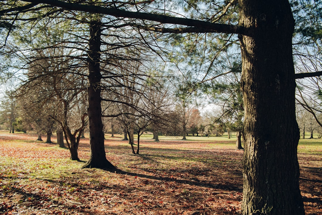 a field with trees and leaves on the ground,