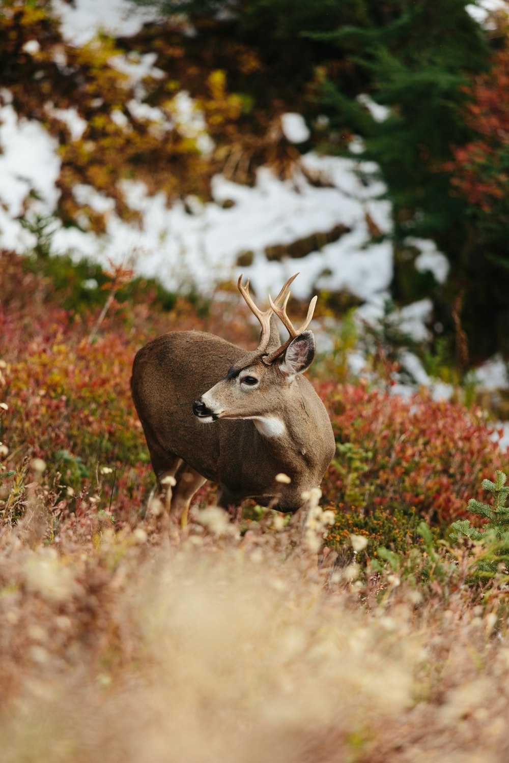 a deer standing in a field of tall grass