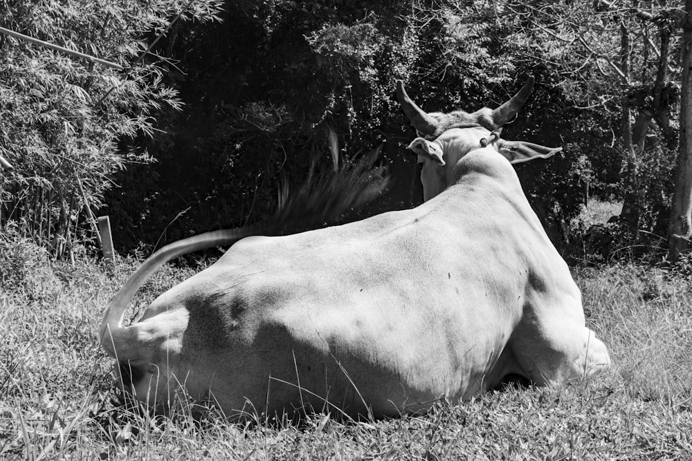 a cow laying down in a field with trees in the background