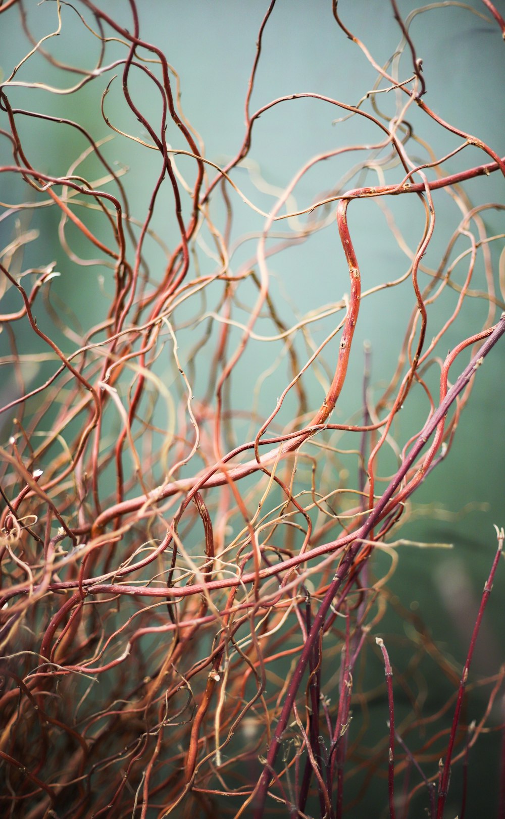 a close up of a bunch of branches