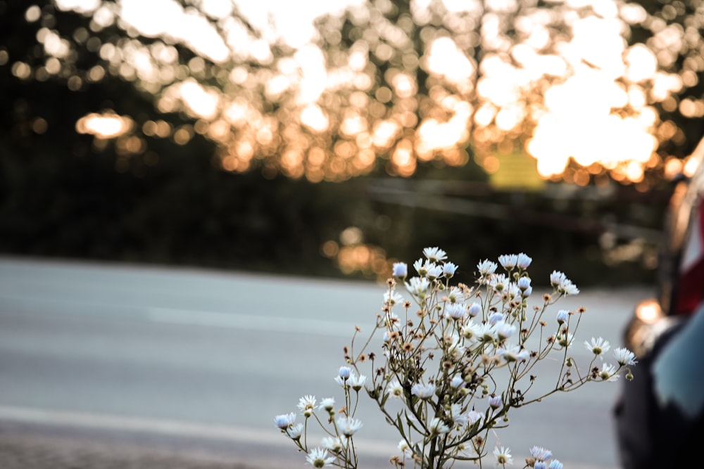 a vase with white flowers sitting on the side of a road