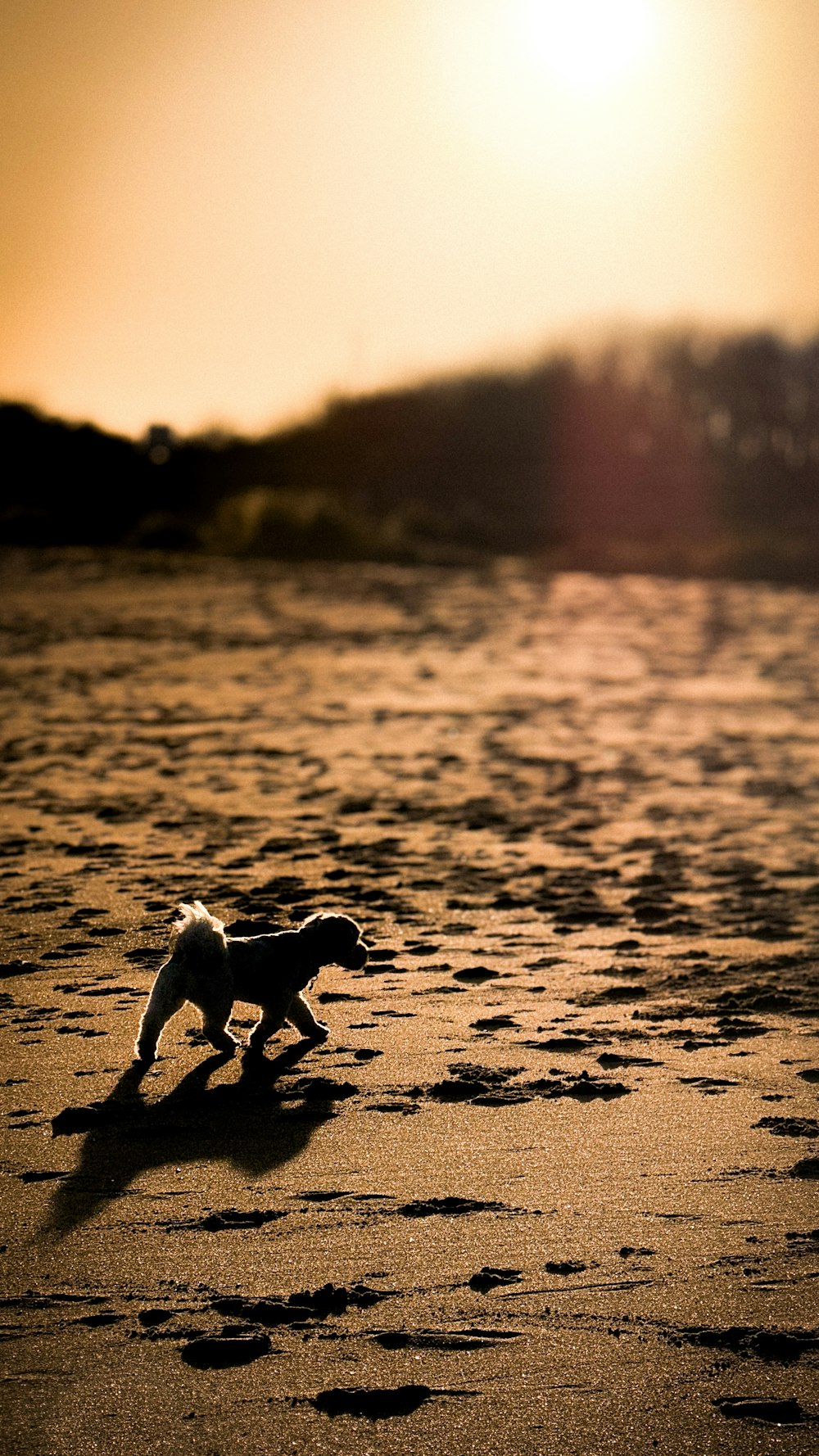 a toy dog running across a sandy beach