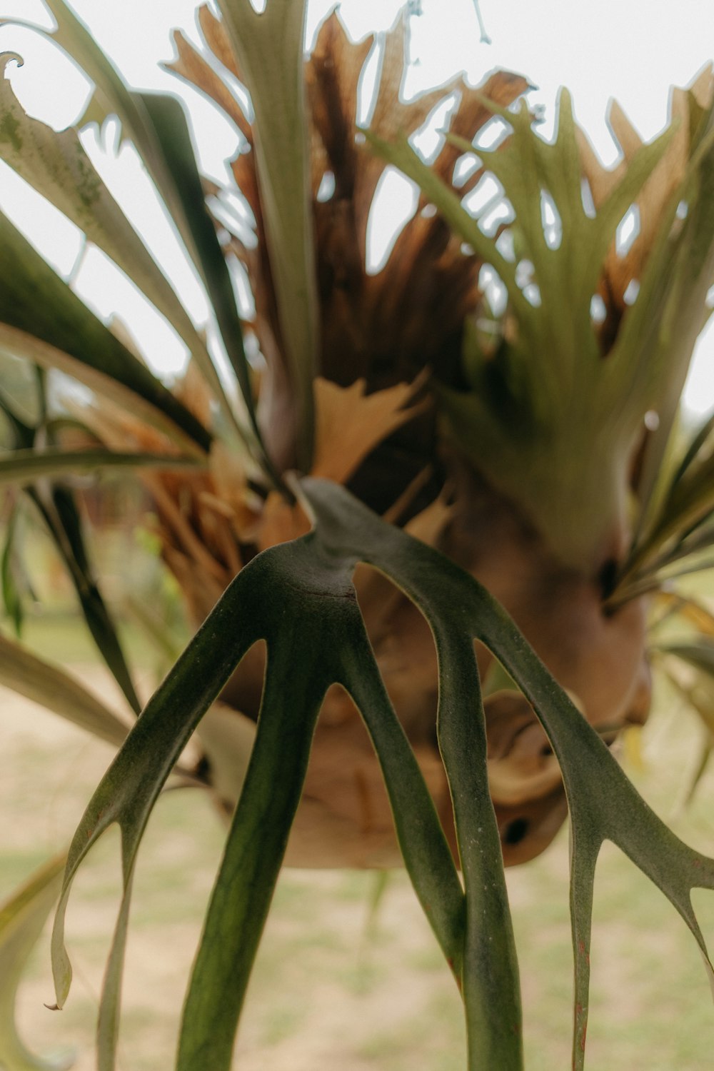 a close up of a plant with leaves