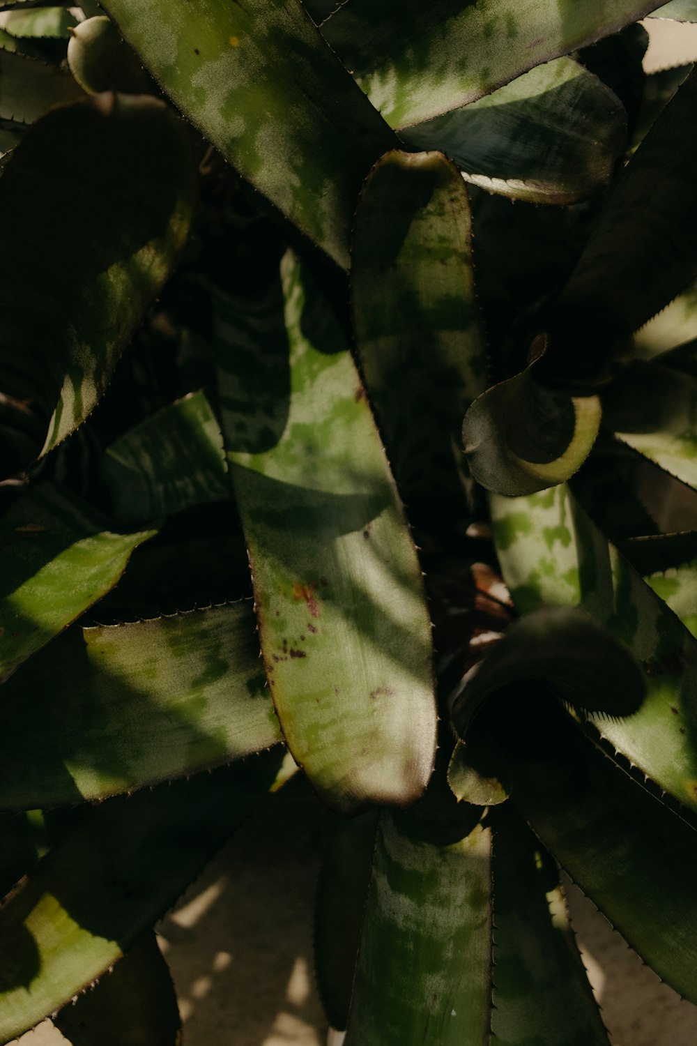 a close up of a green plant with lots of leaves