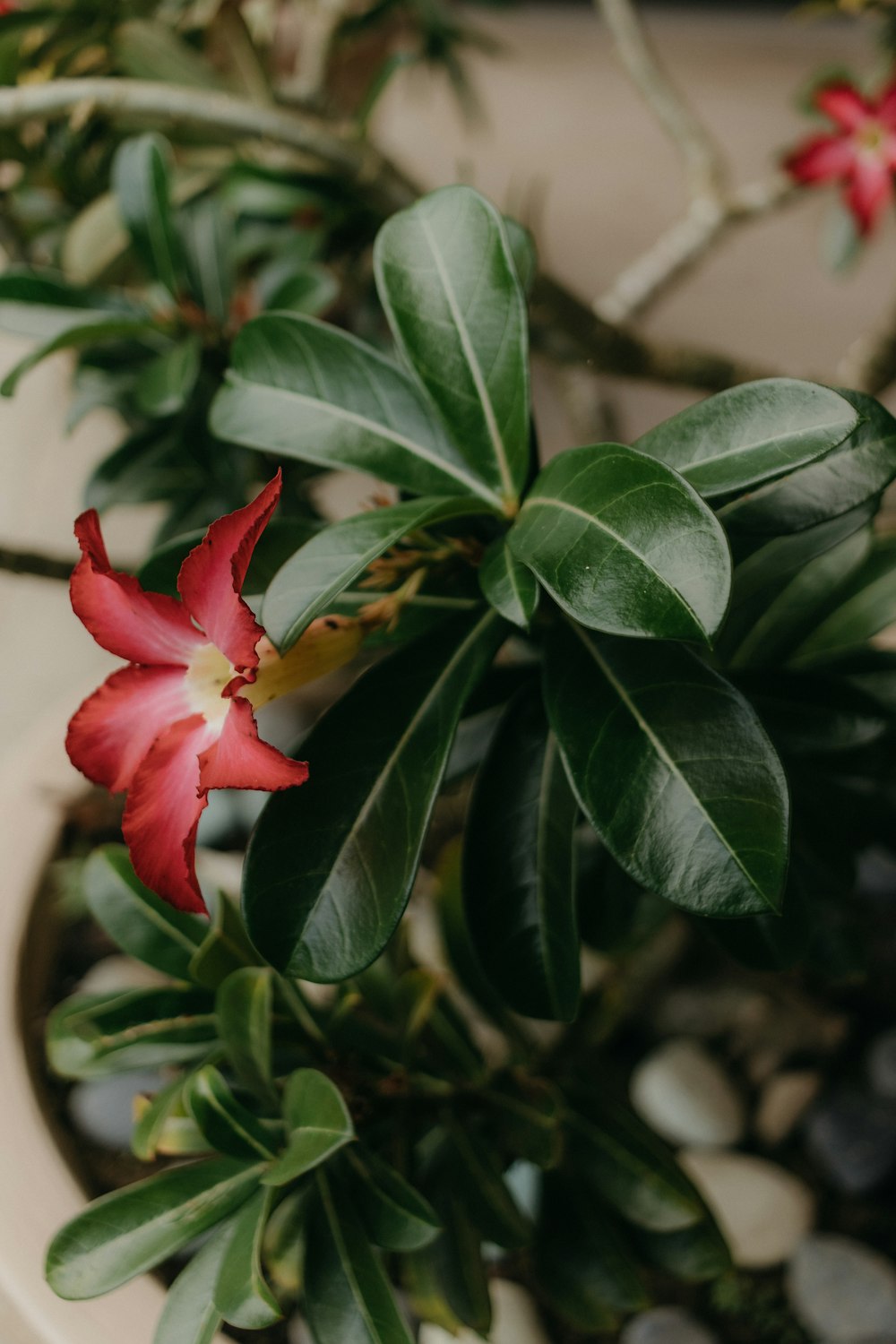 a close up of a red flower on a plant