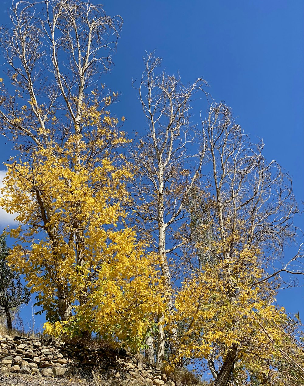 노란 잎사귀가 달린 나무 무리