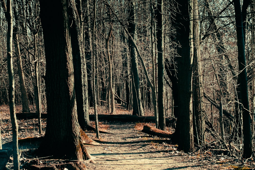 a dirt path in the middle of a forest