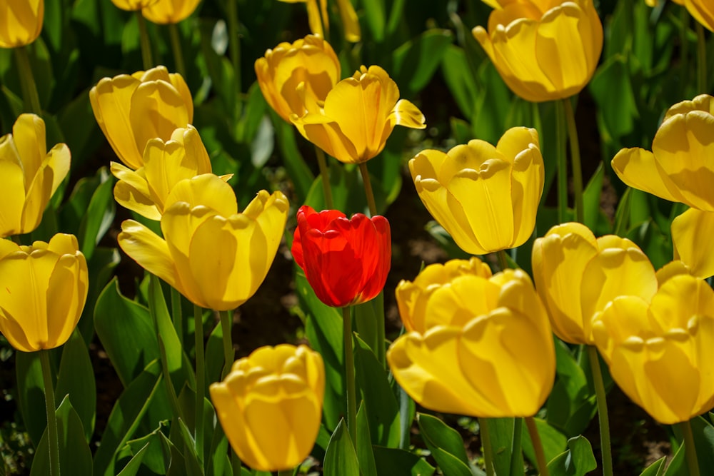 a red and yellow tulip in a field of yellow tulips