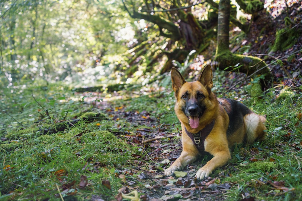 a dog laying on the ground in the woods