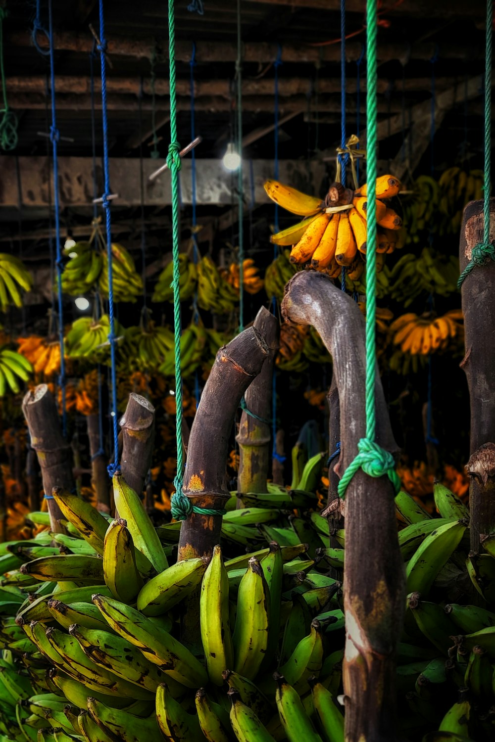 bunches of bananas hanging from ropes in a market