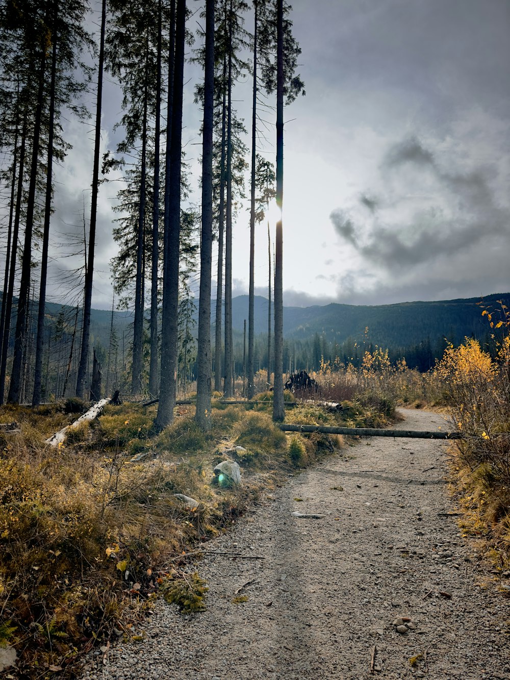 a dirt path in the middle of a forest