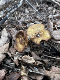 Two brown mushrooms are growing among a bed of dry, fallen leaves in a natural woodland setting. The mushrooms have a rough, textured surface and sit on a forest floor covered with twigs and dried leaves.