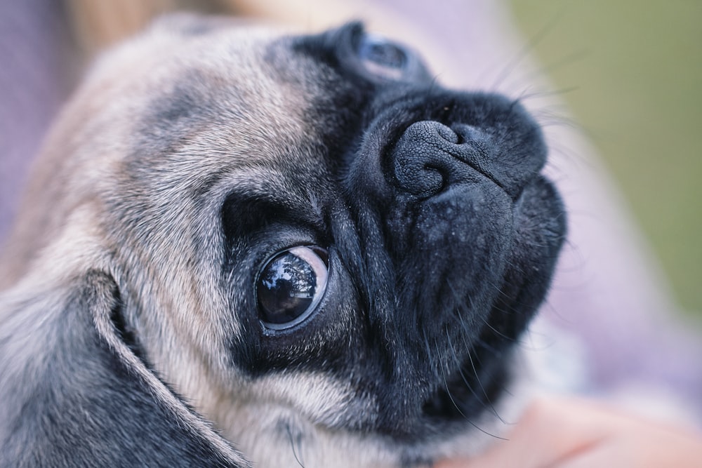 a close up of a small pug dog