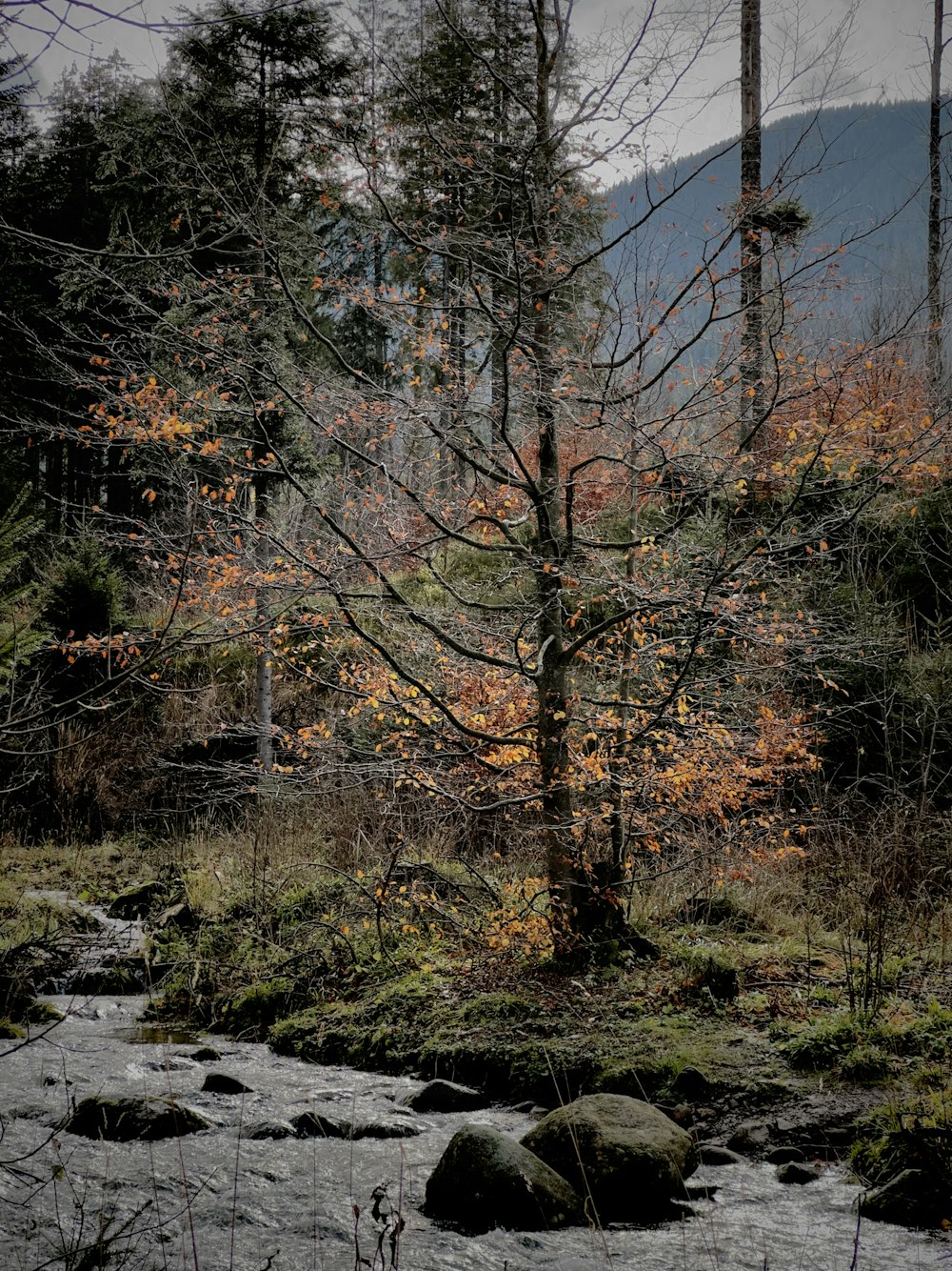 a stream running through a forest filled with lots of trees