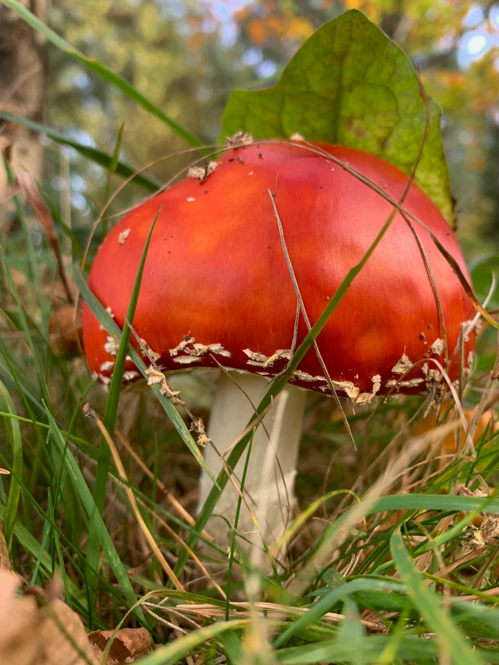 a close up of a mushroom in the grass