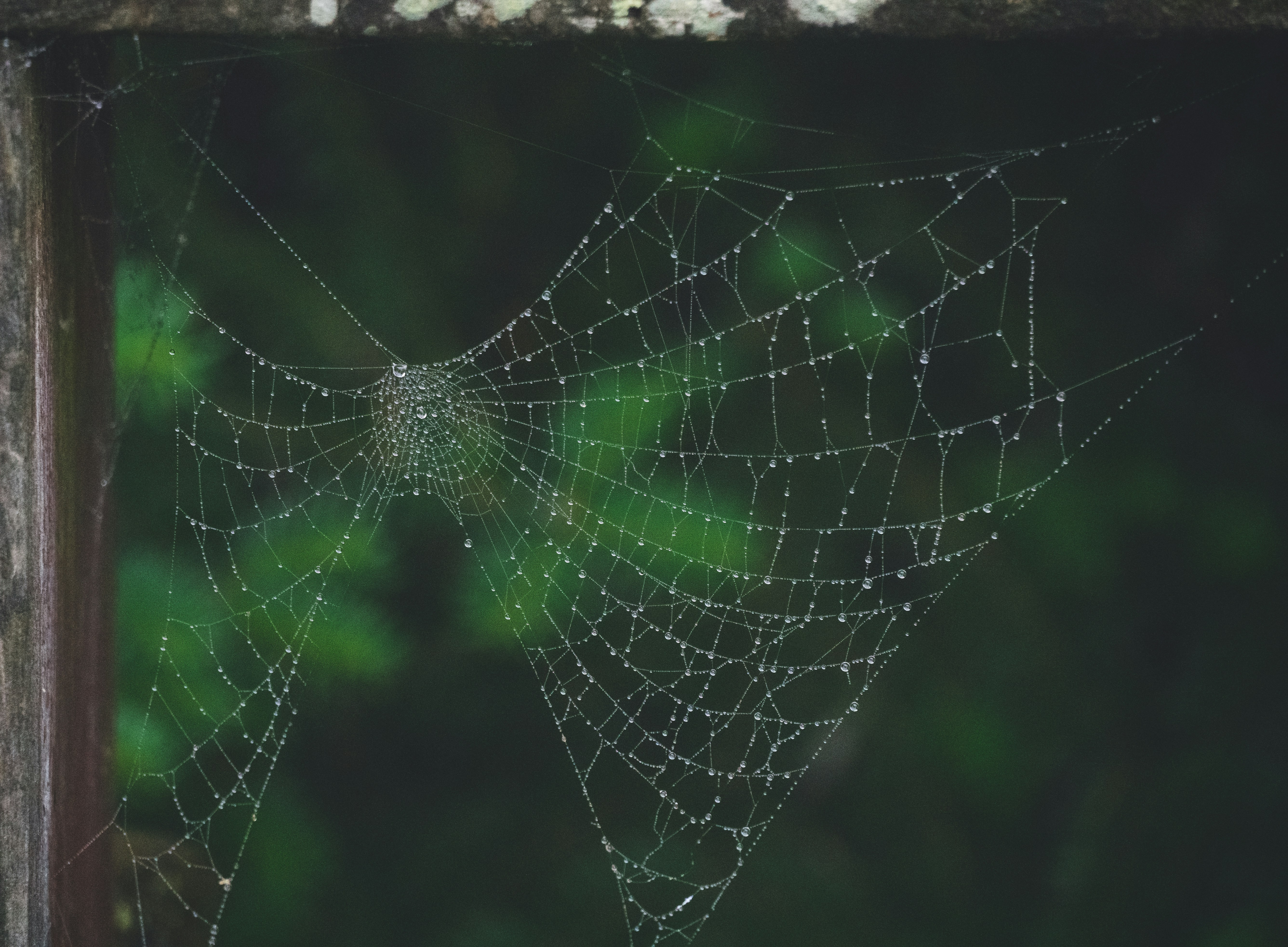 a spider web with water droplets on it