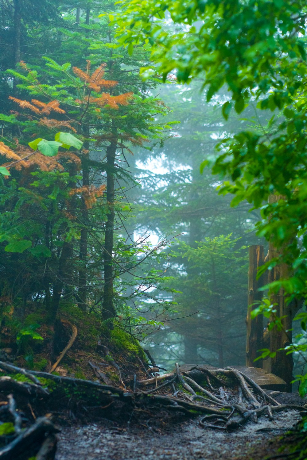 a path through a forest with lots of trees