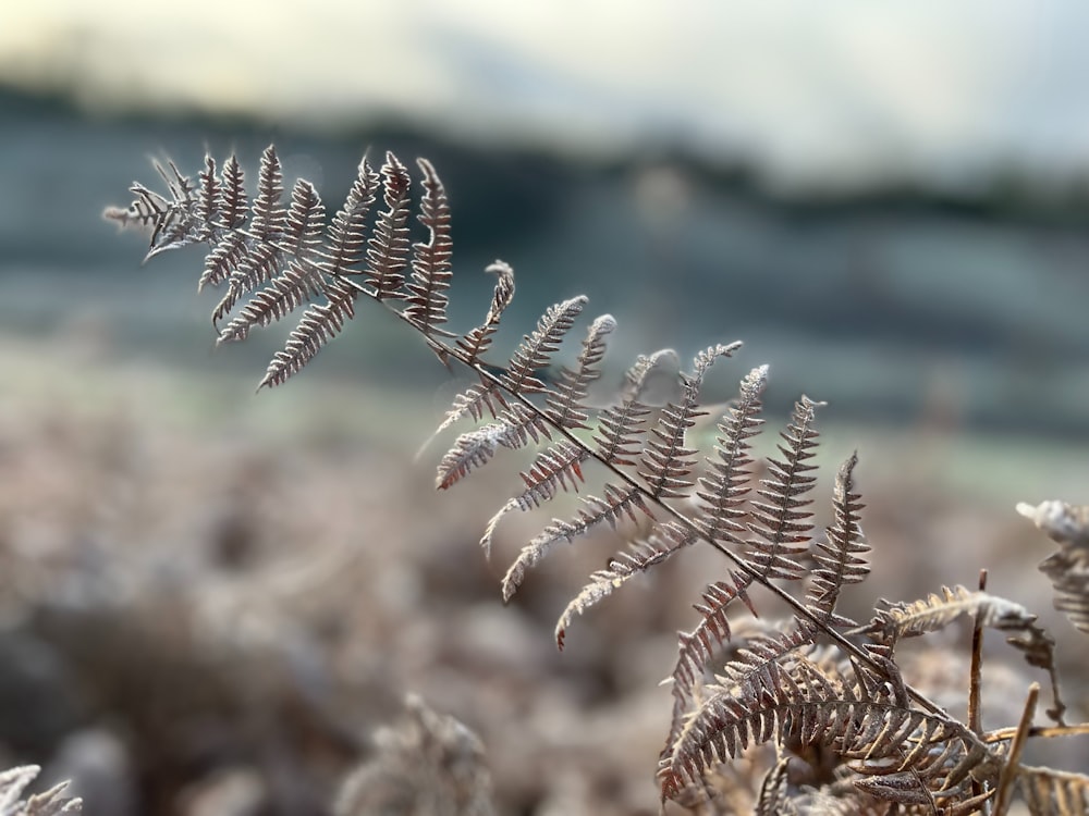 a close up of a plant with a blurry background