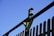 A wooden fence with vertical slats is shown against a clear blue sky. There is a birdhouse mounted on the top of the fence.