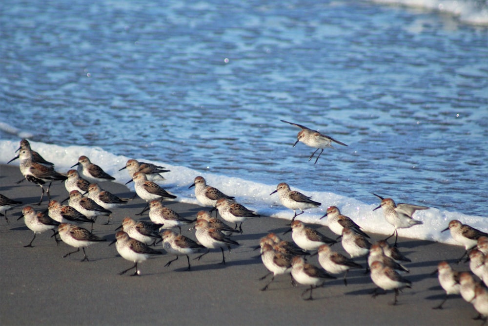 a flock of birds standing on top of a beach next to the ocean