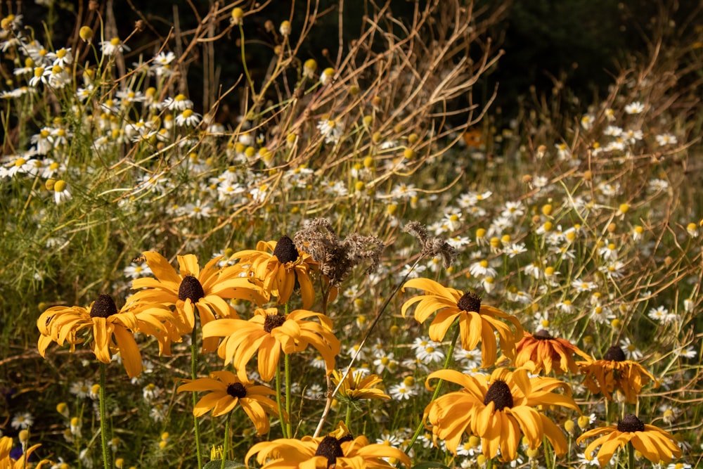 a field full of yellow and white flowers