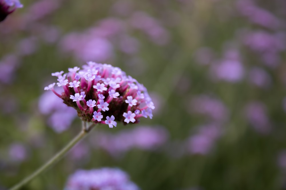 a bunch of flowers that are in the grass