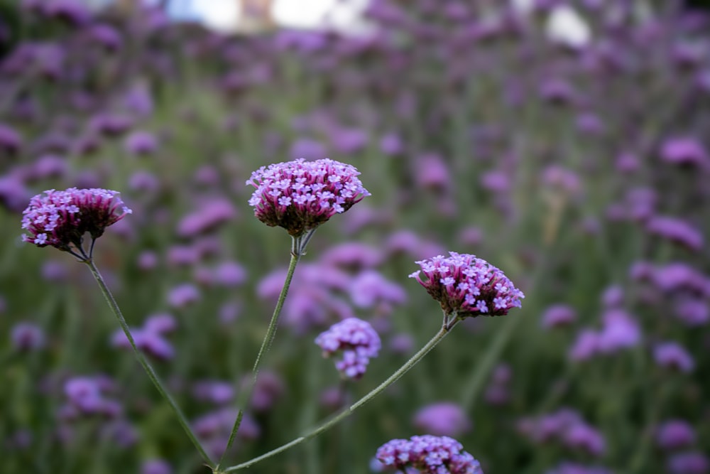 a field full of purple flowers with a sky background