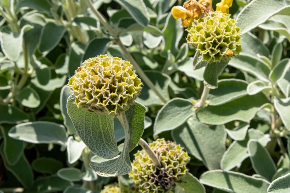 a close up of a plant with leaves and flowers