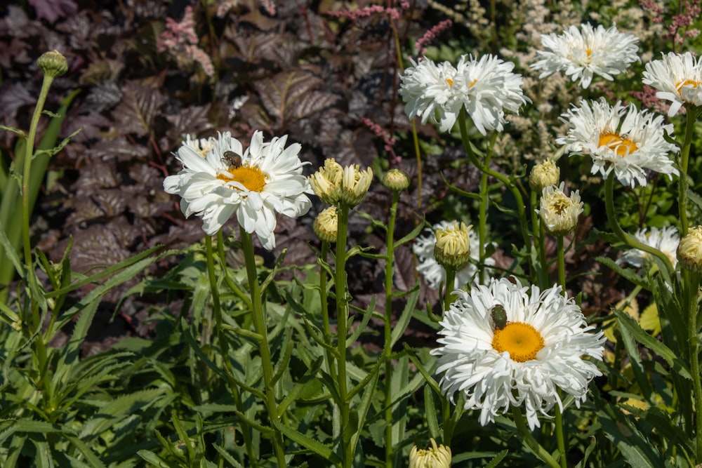 a bunch of white and yellow flowers in a garden