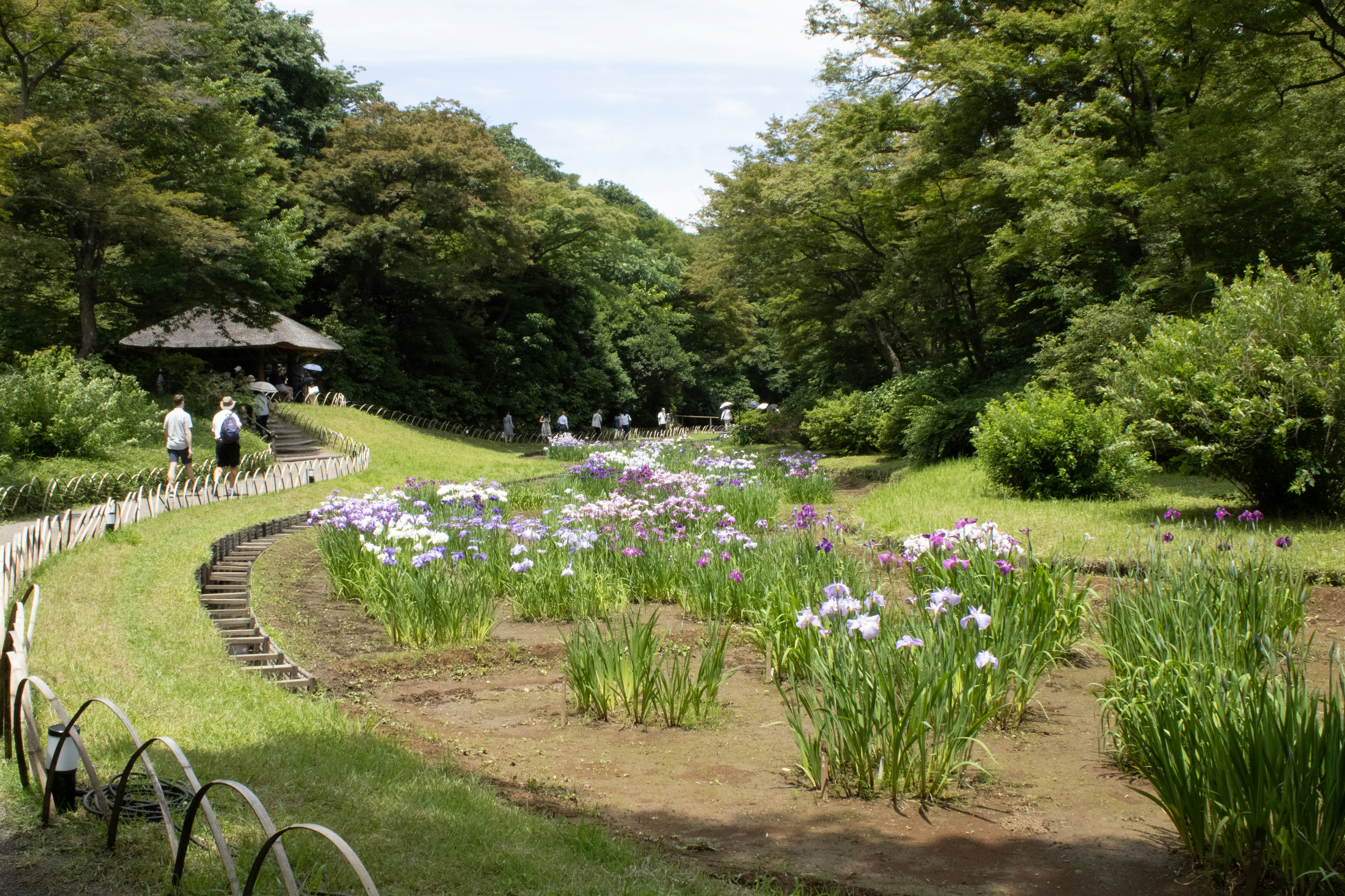 Shinjuku Gyoen: A Complete Visitor's Guide
