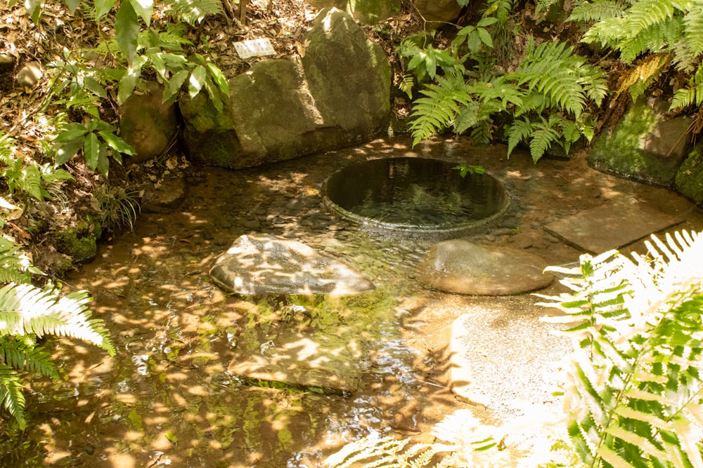 a small pond in the middle of a forest