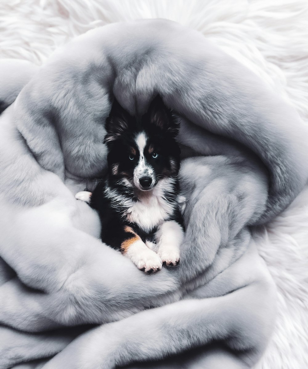 a small dog is sitting in a blanket