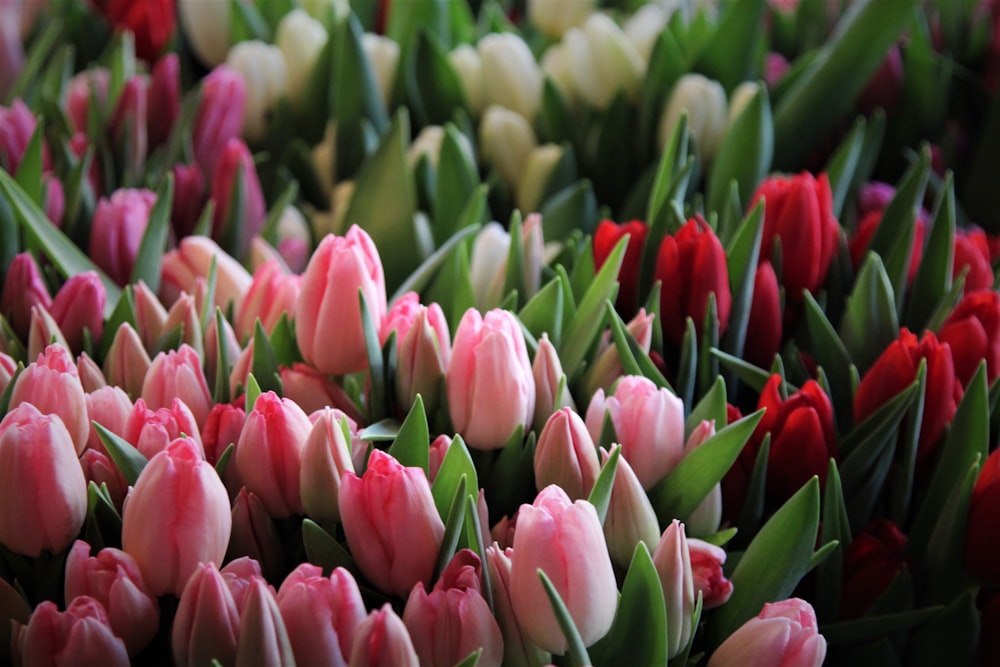 um monte de tulipas rosa e branca com folhas verdes