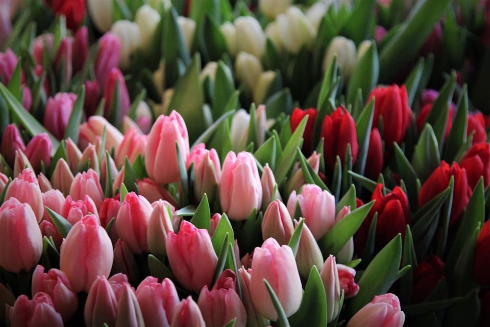 a bunch of pink and white tulips with green leaves