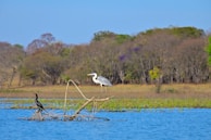 A serene scene of a birdwatcher observing birds in nature.