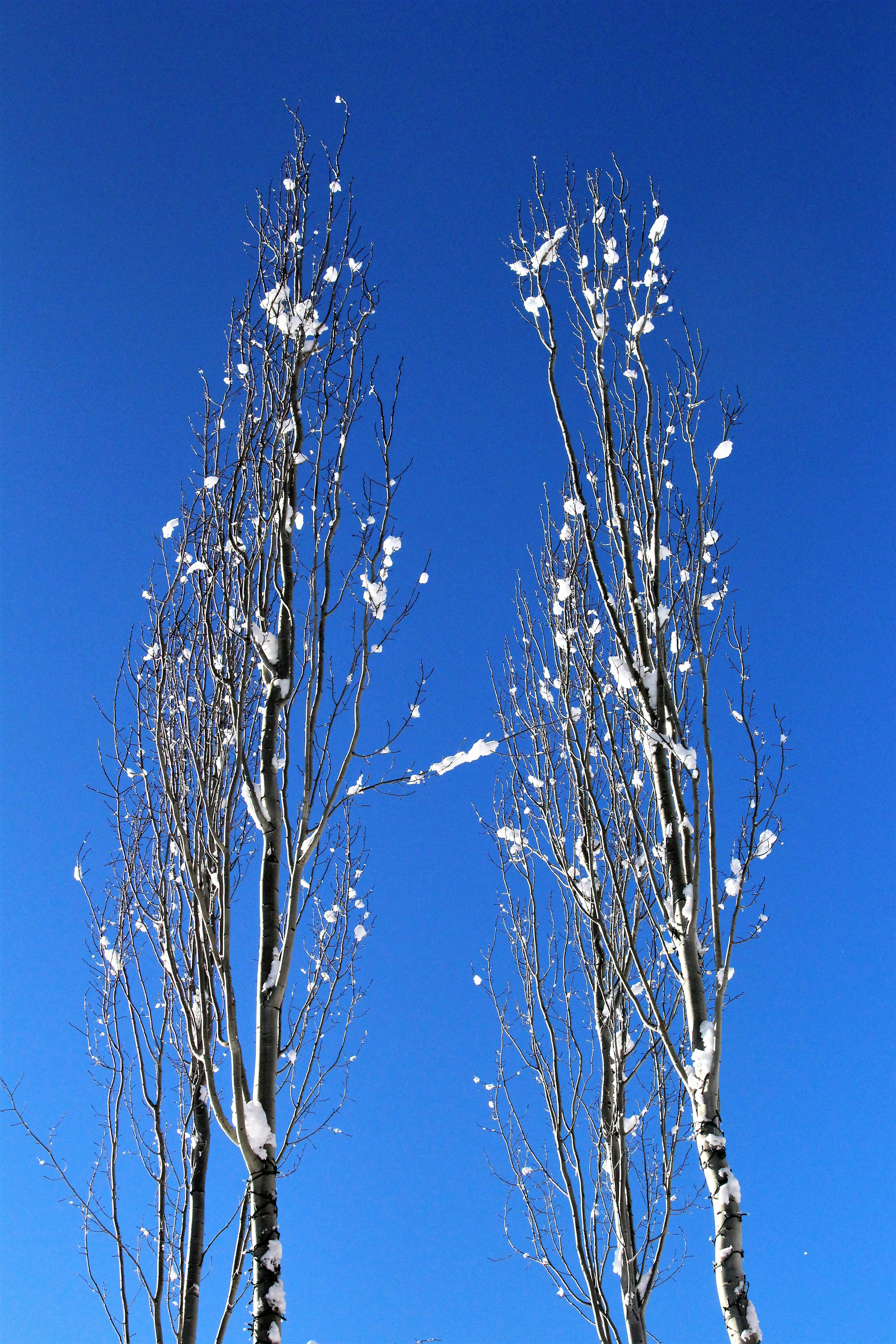 a couple of trees that have snow on them