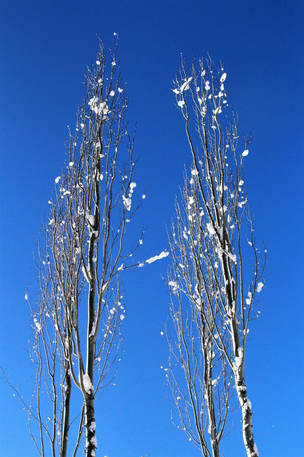 a couple of trees that have snow on them
