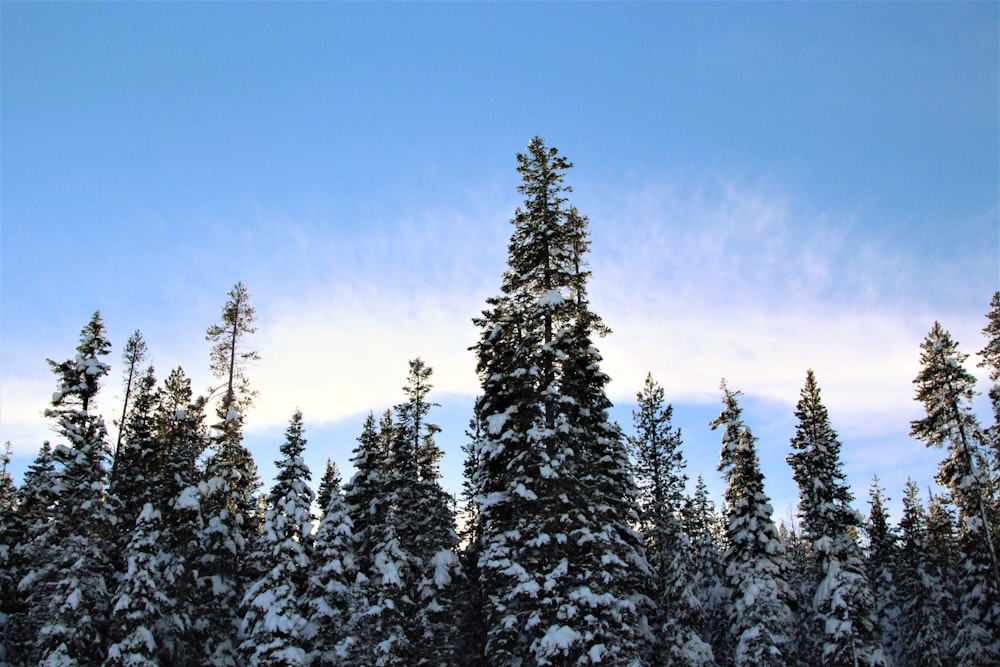 a group of trees covered in snow under a blue sky