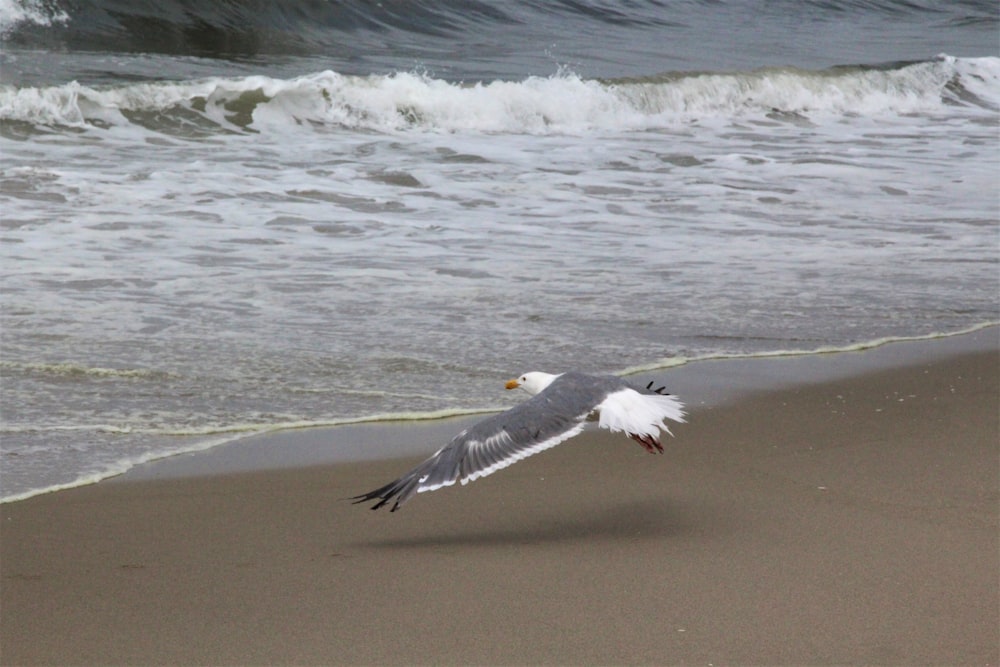 una gaviota volando bajo sobre una playa junto al océano