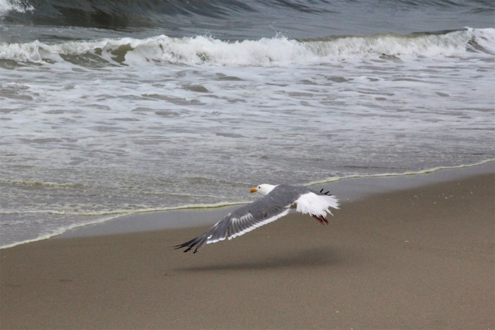 a seagull flying low over a beach next to the ocean