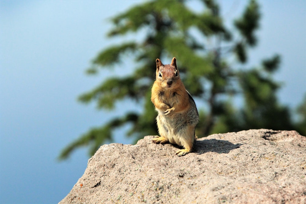 a squirrel sitting on top of a large rock