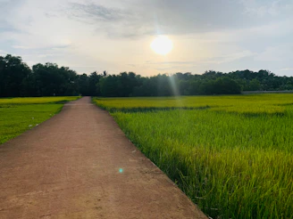 A peaceful path leading to a small barn nestled among green trees at sunset.